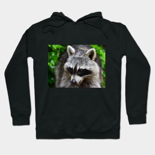 Raccoon Hoodie